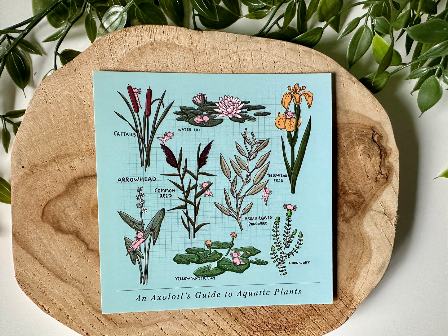 An Axolotl's Guide to Aquatic Plants Postkaart
