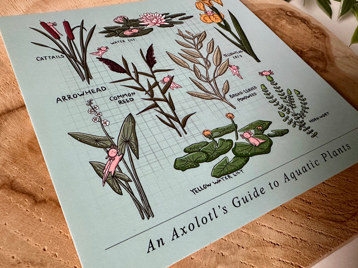 An Axolotl's Guide to Aquatic Plants Postkaart