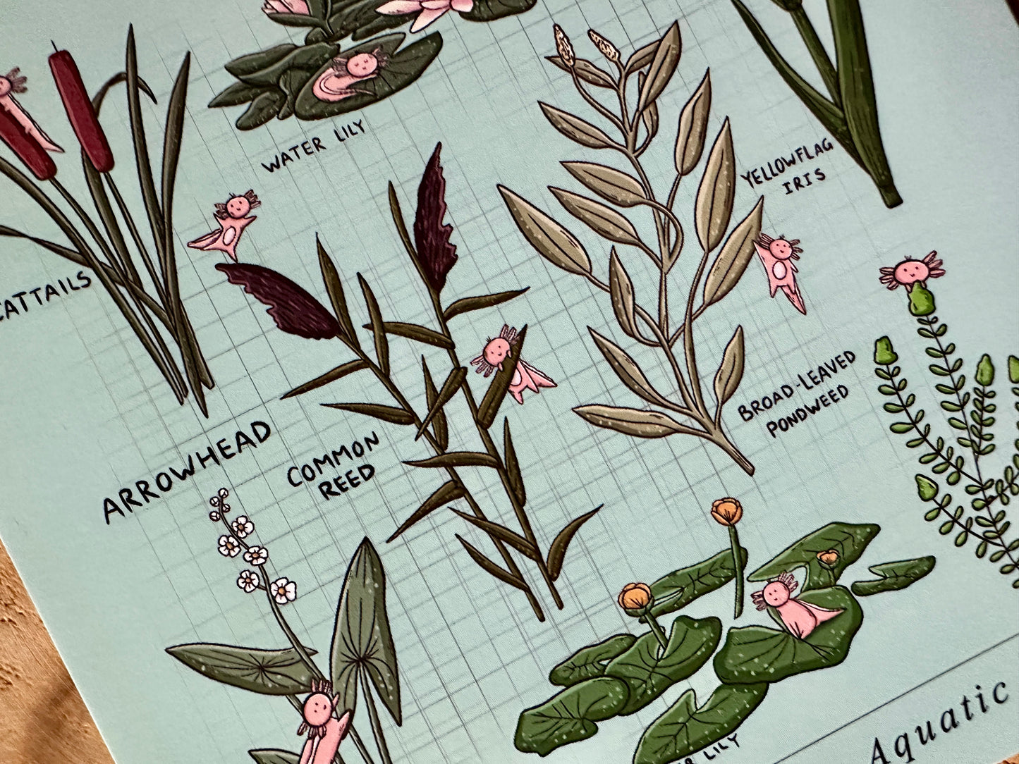 An Axolotl's Guide to Aquatic Plants Postkaart