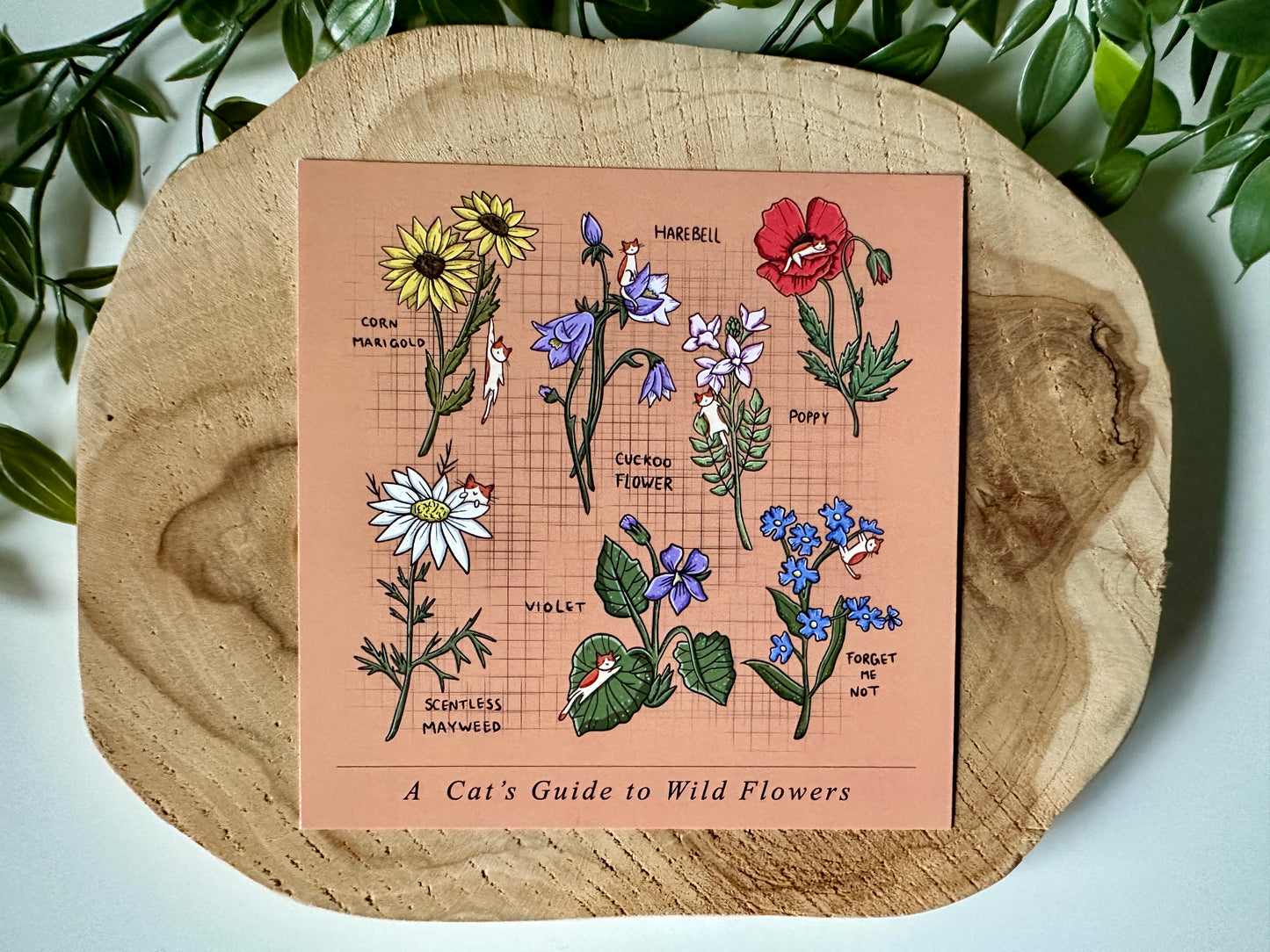 A Cat's Guide to Wild Flowers Postcard