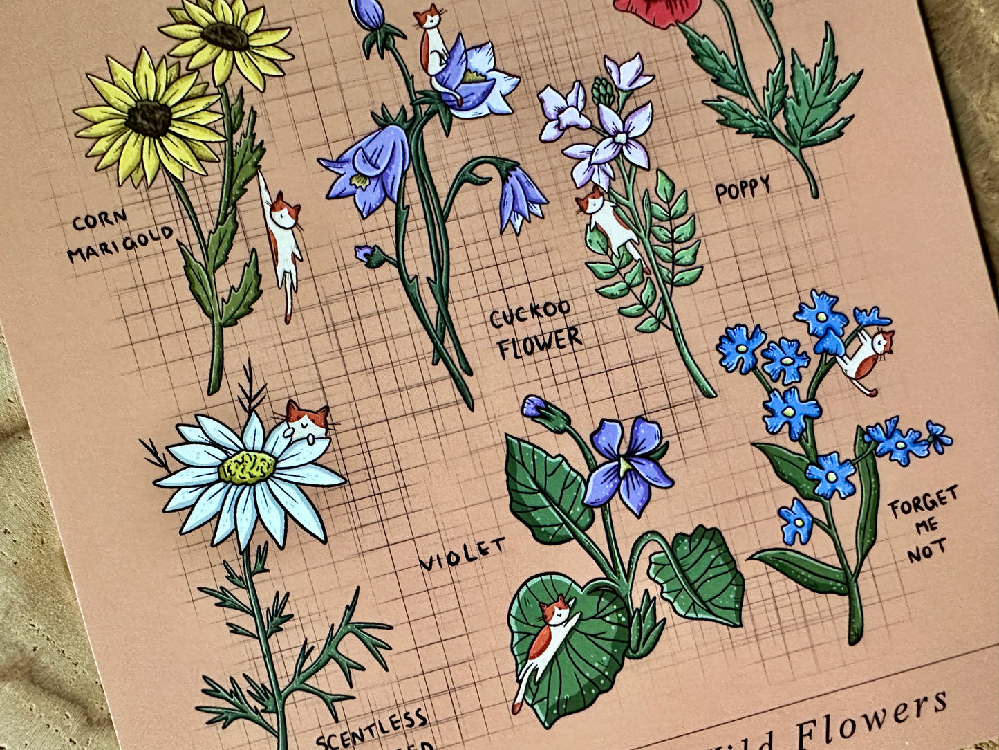 A Cat's Guide to Wild Flowers Postcard