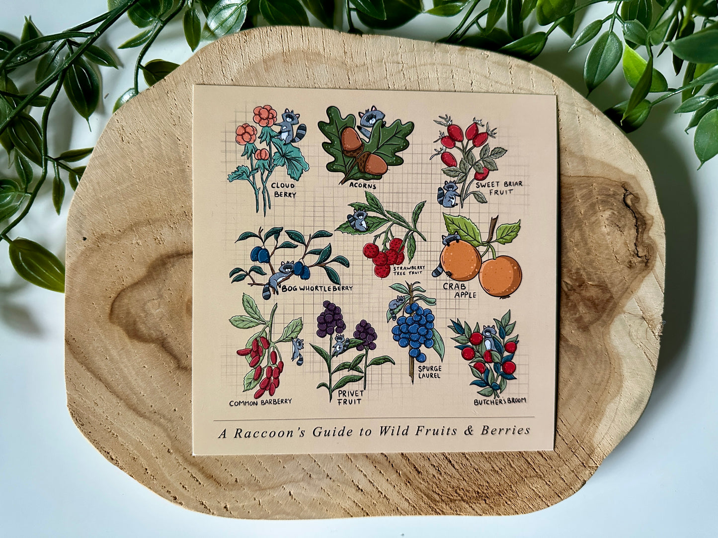 A Raccoon's Guide to Wild Fruits & Berries Postcard