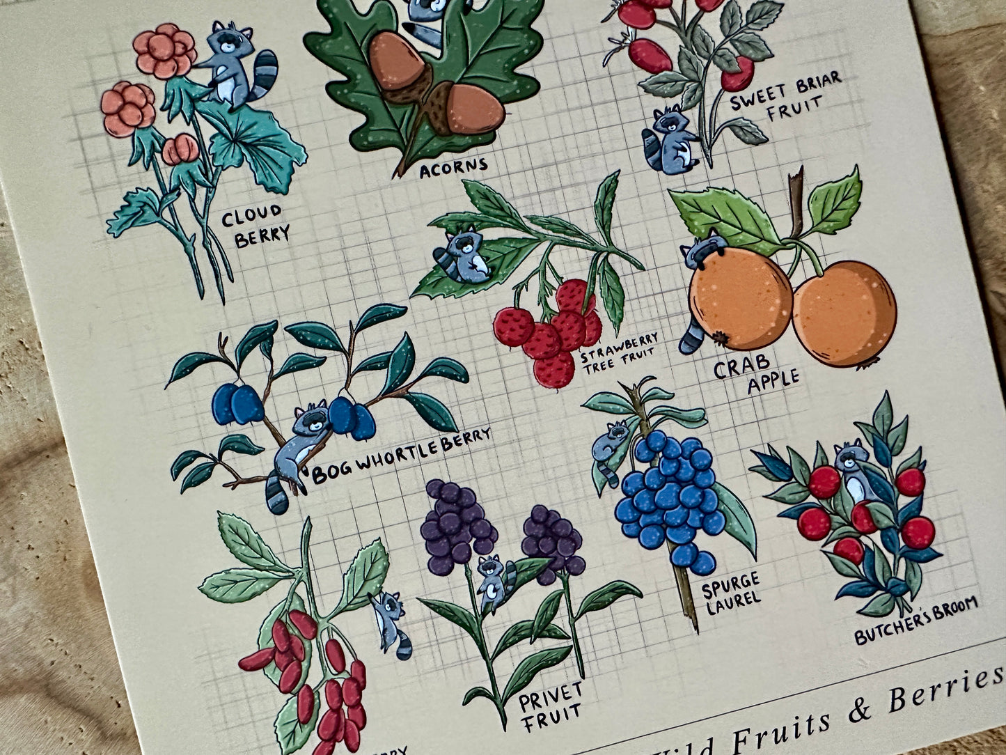 A Raccoon's Guide to Wild Fruits & Berries Postcard