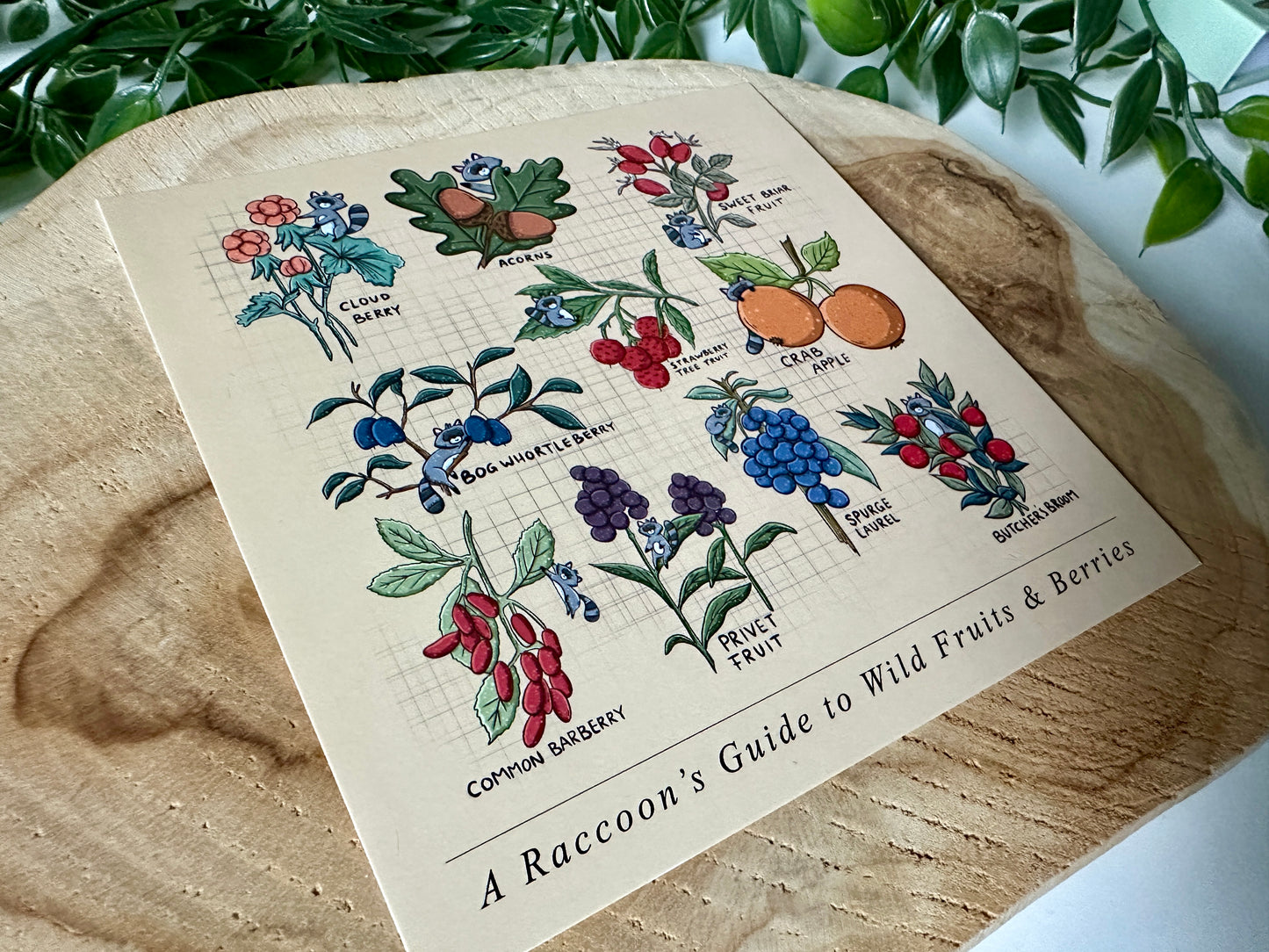 A Raccoon's Guide to Wild Fruits & Berries Postcard