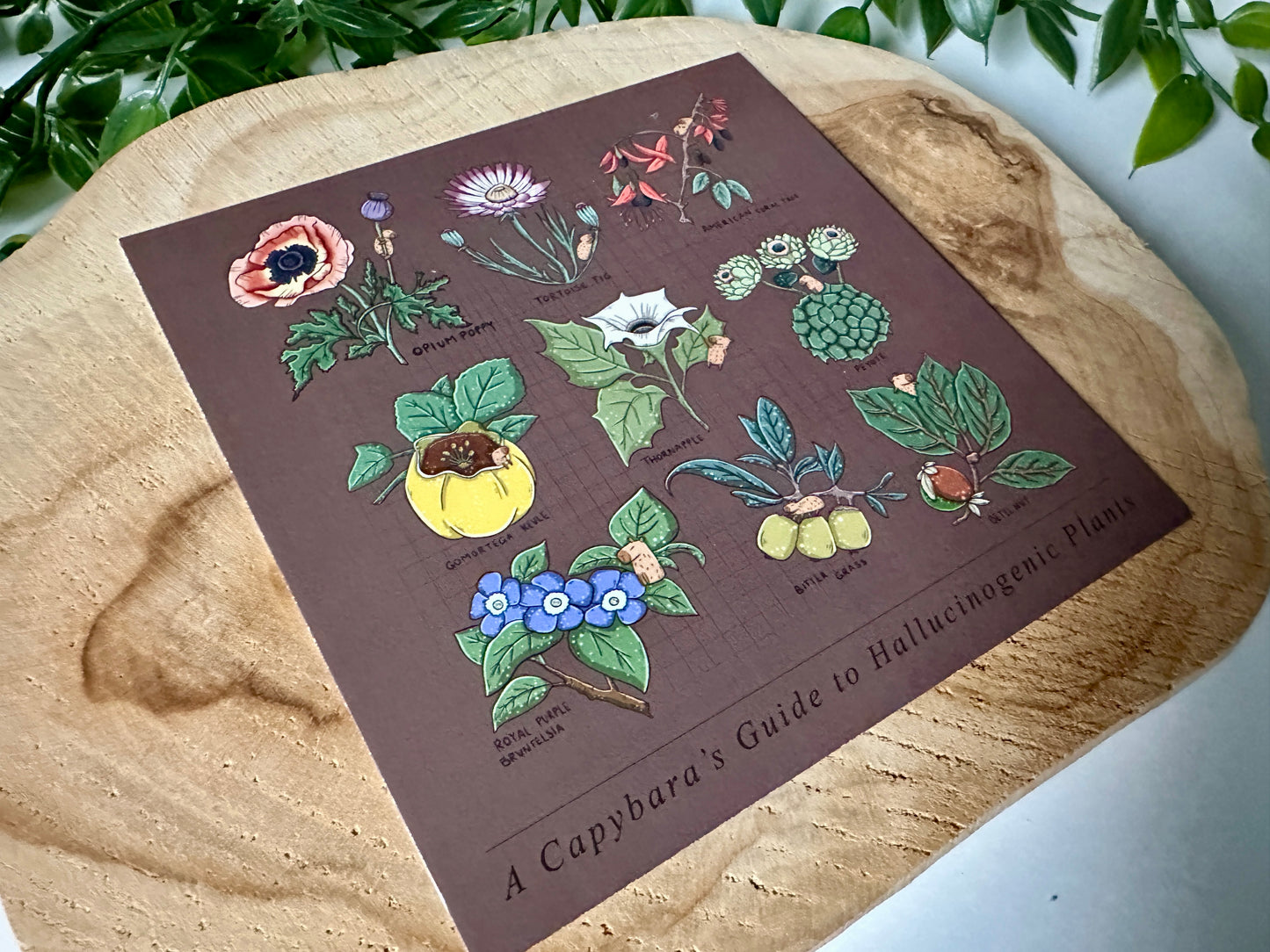 A Capybara's Guide to Hallucinogenic Plants Postcard