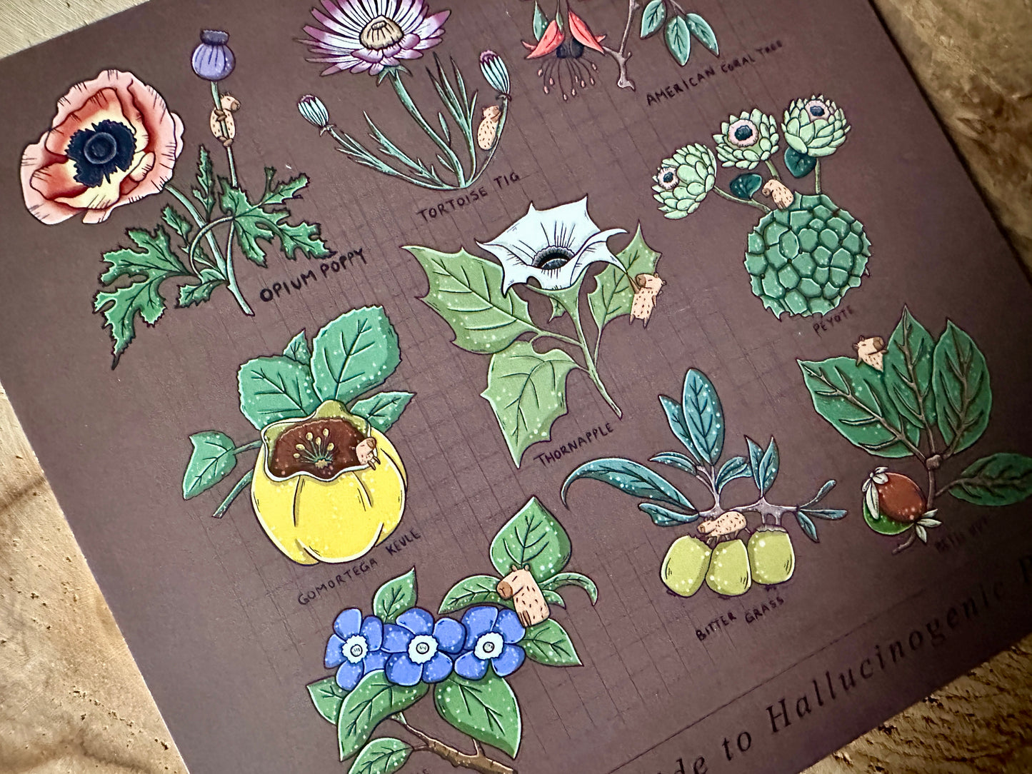 A Capybara's Guide to Hallucinogenic Plants Postcard