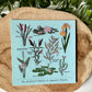 Carte postale : Guide des plantes aquatiques pour Axolotl