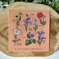 A Cat's Guide to Wild Flowers Postcard